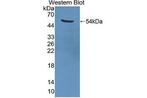 Image no. 2 for anti-Eukaryotic Translation Elongation Factor 1 gamma (EEF1G) (AA 2-437) antibody (ABIN1867693)