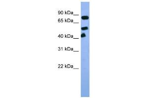 Image no. 2 for anti-Aryl Hydrocarbon Receptor Nuclear Translocator (ARNT) (C-Term) antibody (ABIN2777195)