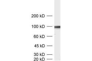 Image no. 4 for anti-Synaptic Vesicle Glycoprotein 2B (SV2B) (AA 2-17) antibody (ABIN1742257)