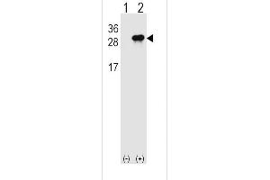 Image no. 2 for anti-Interleukin 28B (Interferon, lambda 3) (IL28B) (AA 34-63), (N-Term) antibody (ABIN1539309)
