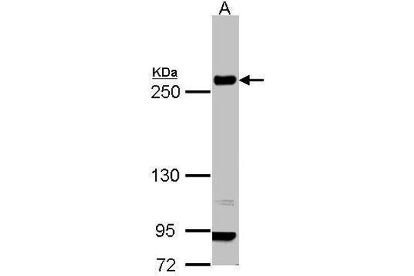 anti-Laminin, beta 1 (LAMB1) (C-Term) antibody