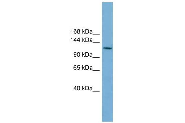 anti-Cell Division Cycle 27 Homolog (S. Cerevisiae) (CDC27) (Middle Region) antibody