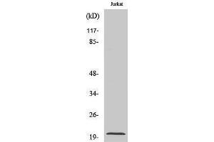 Image no. 1 for anti-Caspase 7 p20 (Asp198), (cleaved) antibody (ABIN3181765)