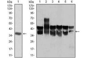 Image no. 5 for anti-Cyclin-Dependent Kinase 2 (CDK2) antibody (ABIN1106645)