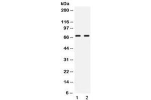 Image no. 5 for anti-Nuclear Factor I/A (NFIA) (AA 180-224) antibody (ABIN5647218)