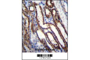 Image no. 1 for anti-Nucleoredoxin (NXN) (Center) antibody (ABIN2449787)
