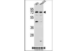 Image no. 1 for anti-GTPase, IMAP Family Member 8 (GIMAP8) (AA 205-233), (N-Term) antibody (ABIN657158)