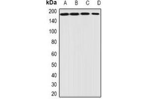 Image no. 2 for anti-Eukaryotic Translation Initiation Factor 3 Subunit A (EIF3A) antibody (ABIN3198044)
