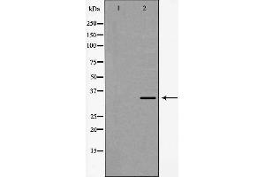 Image no. 1 for anti-FOS-Like Antigen 2 (FOSL2) antibody (ABIN6261785)