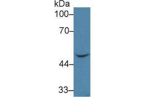 Image no. 2 for anti-Bone Morphogenetic Protein 7 (BMP7) (AA 30-431) antibody (ABIN1980375)