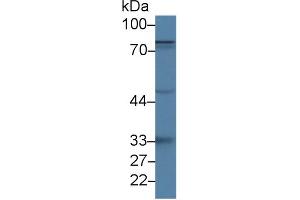 Lactoferrin antibody  (AA 25-352)