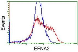 Image no. 2 for anti-Ephrin A2 (EFNA2) antibody (ABIN2720262)