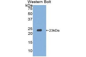 Image no. 1 for anti-Signaling threshold Regulating Transmembrane Adaptor 1 (SIT1) (AA 2-175) antibody (ABIN1860565)