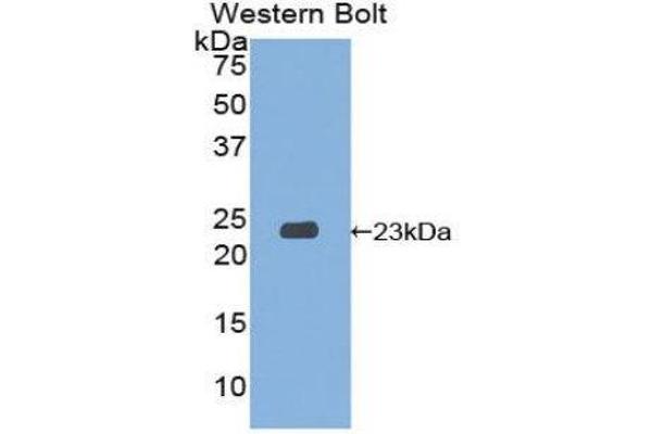 anti-Signaling threshold Regulating Transmembrane Adaptor 1 (SIT1) (AA 2-175) antibody