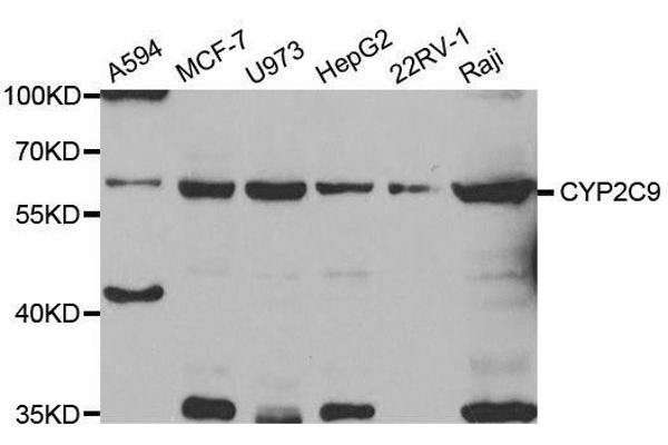 anti-Cytochrome P450, Family 2, Subfamily C, Polypeptide 9 (CYP2C9) antibody