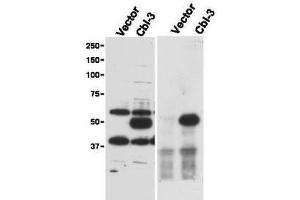 Immunoprecipitation and western blot using  Affinity Purified anti-Cbl-c antibody shows detection of a pre-dominant band at ~52 kDa corresponding to Cbl-c (arrowhead) in transfected cell lysates (left panel).