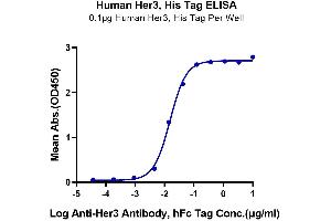 ERBB3 Protein (His-Avi Tag)