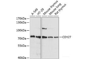 Western blot analysis of extracts of various cell lines using CD127 Polyclonal Antibody at dilution of 1:1000.