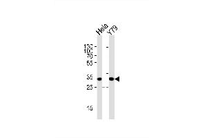 anti-Phosducin-Like (PDCL) (AA 1-30), (N-Term) antibody