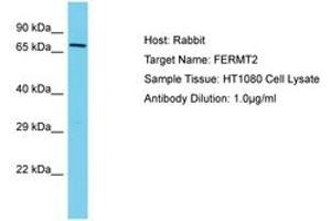Image no. 1 for anti-Fermitin Family Member 2 (FERMT2) (AA 402-451) antibody (ABIN6750563)