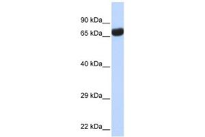 Image no. 1 for anti-Transmembrane Phosphatase with Tensin Homology (TPTE) (Middle Region) antibody (ABIN634228)