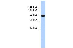 Image no. 1 for anti-Anoctamin 1, Calcium Activated Chloride Channel (ANO1) (Middle Region) antibody (ABIN635577)