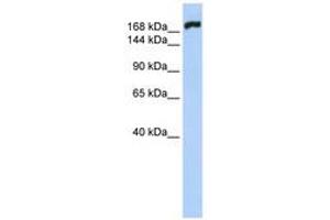 Image no. 1 for anti-Myosin, Heavy Polypeptide 10, Non-Muscle (MYH10) (AA 540-589) antibody (ABIN6740757)