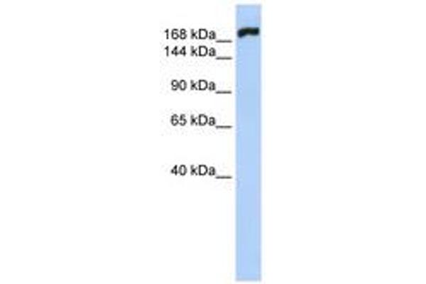MYH10 Antikörper  (AA 540-589)