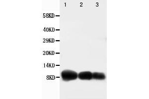 Image no. 2 for anti-Chemokine (C-X-C Motif) Ligand 10 (CXCL10) (AA 79-98), (C-Term) antibody (ABIN3043223)