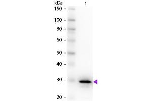 Image no. 2 for anti-Carbonic Anhydrase II (CA2) antibody (ABIN96021)
