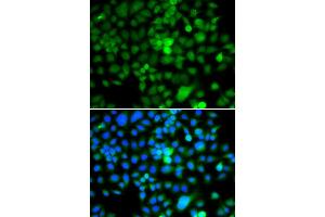 Image no. 1 for anti-Nucleosome Assembly Protein 1-Like 3 (NAP1L3) antibody (ABIN2564031)