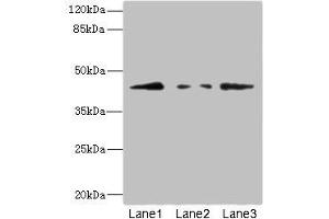 FBXO4 抗体  (AA 138-387)