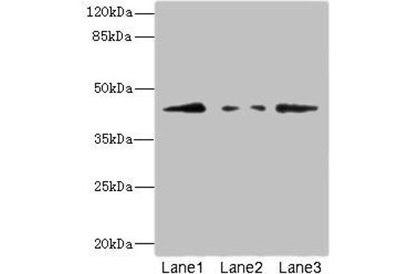 FBXO4 抗体  (AA 138-387)