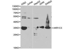 Image no. 2 for anti-Aldo-Keto Reductase Family 1, Member C3 (3-alpha Hydroxysteroid Dehydrogenase, Type II) (AKR1C3) antibody (ABIN3022536)