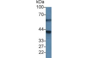 PPP1CA anticorps  (AA 2-330)