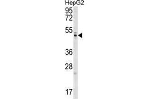 Image no. 1 for anti-WD Repeat Domain 12 (WDR12) (AA 209-239), (Middle Region) antibody (ABIN955544)