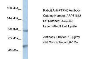 Image no. 1 for anti-Protein tyrosine Phosphatase, Non-Receptor Type 3 (PTPN3) (N-Term) antibody (ABIN2774324)