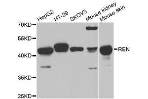 Image no. 2 for anti-Renin (REN) antibody (ABIN3022188)