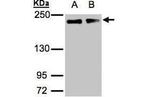 Image no. 2 for anti-Golgin A3 (GOLGA3) (C-Term) antibody (ABIN2854691)
