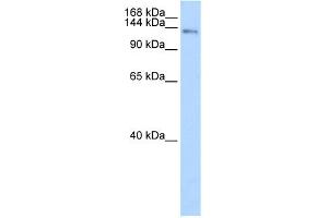 Image no. 2 for anti-CDKN1A Interacting Zinc Finger Protein 1 (CIZ1) (C-Term) antibody (ABIN2780858)