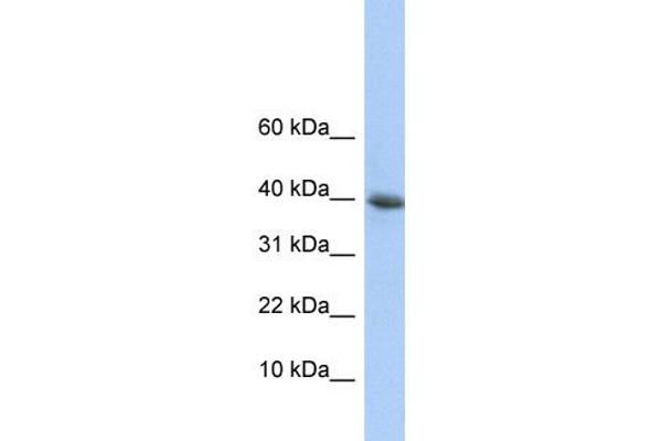 anti-Polymerase (RNA) II (DNA Directed) Polypeptide I, 14.5kDa (POLR2I) (N-Term) antibody