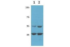 Image no. 1 for anti-Cyclin-Dependent Kinase 9 (CDK9) (C-Term), (N-Term) antibody (ABIN97135)