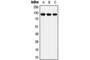 Image no. 1 for anti-Low Density Lipoprotein Receptor-Related Protein 8, Apolipoprotein E Receptor (LRP8) (Center) antibody (ABIN2705490)