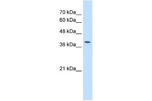 Image no. 2 for anti-Serine/threonine Kinase Receptor Associated Protein (STRAP) (C-Term) antibody (ABIN2783201)