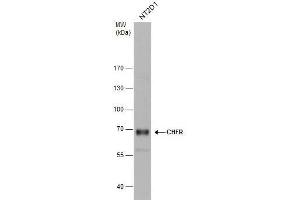 Image no. 2 for anti-Checkpoint with Forkhead and Ring Finger Domains (CHFR) (C-Term) antibody (ABIN2855892)