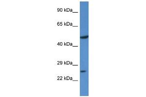 Image no. 2 for anti-Kruppel-Like Factor 17 (KLF17) (N-Term) antibody (ABIN2778556)