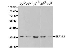 Image no. 2 for anti-ELAV (Embryonic Lethal, Abnormal Vision, Drosophila)-Like 1 (Hu Antigen R) (ELAVL1) antibody (ABIN3022231)