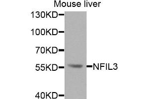 Image no. 2 for anti-Nuclear Factor, Interleukin 3 Regulated (NFIL3) antibody (ABIN4904521)