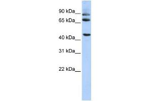 Image no. 1 for anti-Dipeptidylpeptidase 10 (DPP10) (Middle Region) antibody (ABIN2781884)