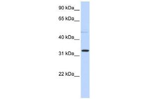Image no. 1 for anti-Sialidase 4 (NEU4) (N-Term) antibody (ABIN632708)